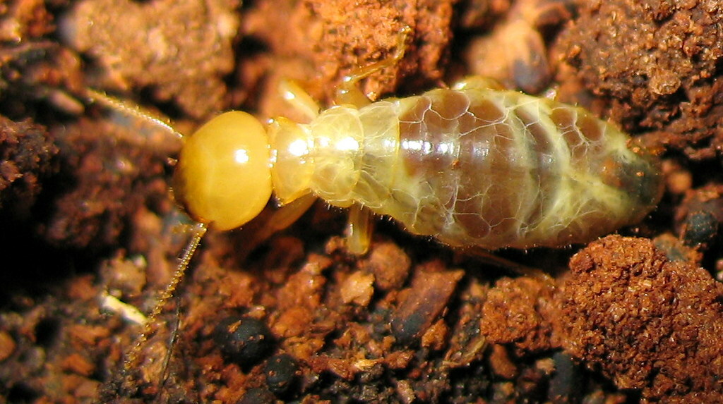 Termite-Nymphs