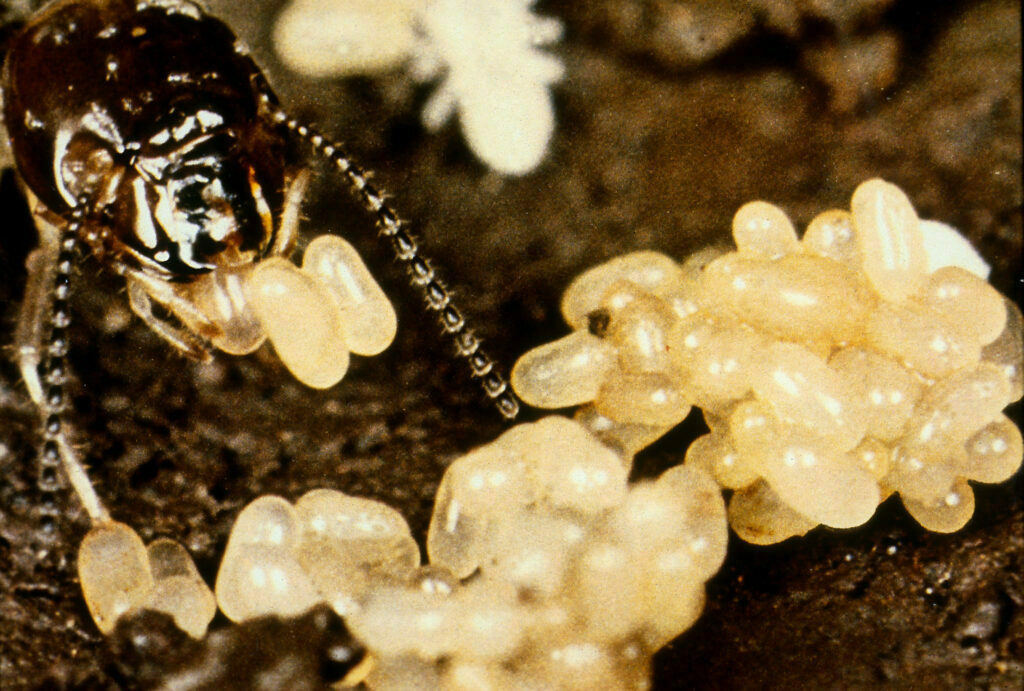 termites eggs