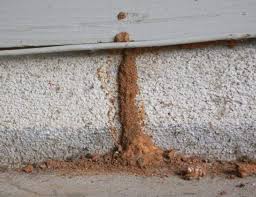 Termites MUD TUBES