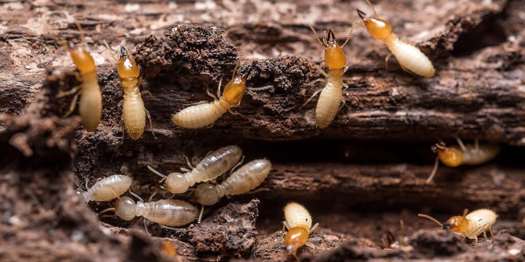 Dampwood Termites colony
