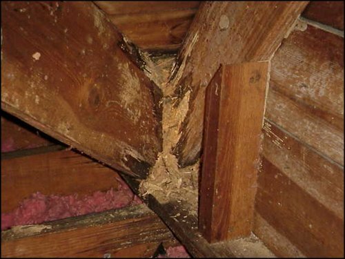 indications you might have termites
