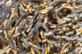 get rid of termites naturally