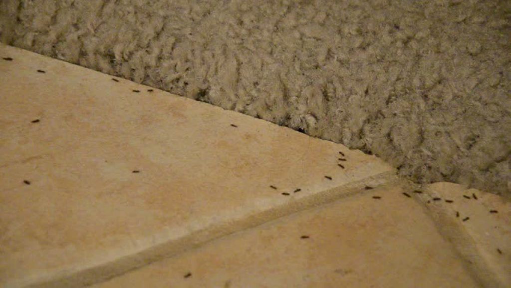 Termites in Carpets