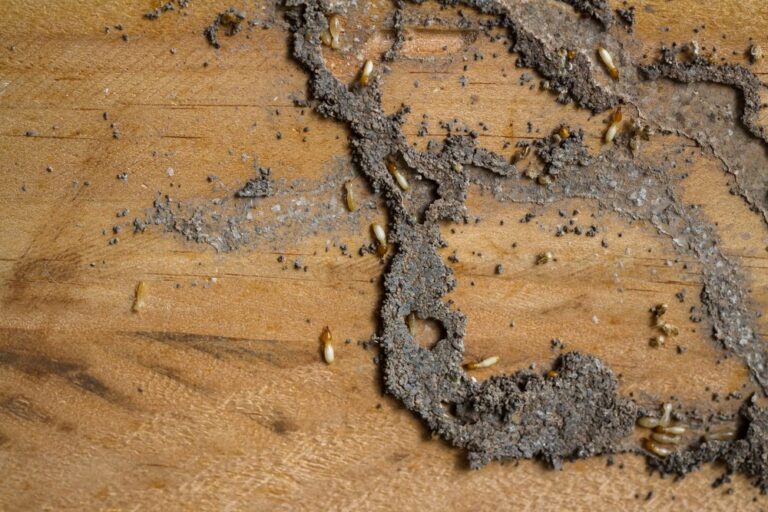 Termites In Carpet: How To Avoid Major Damage of Your Home