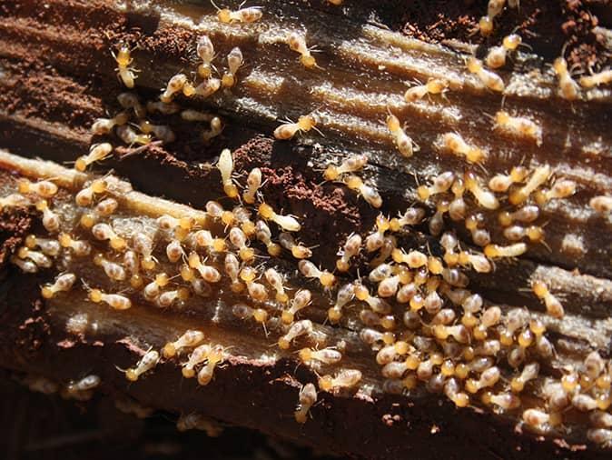 close up image of Termites in Carpet