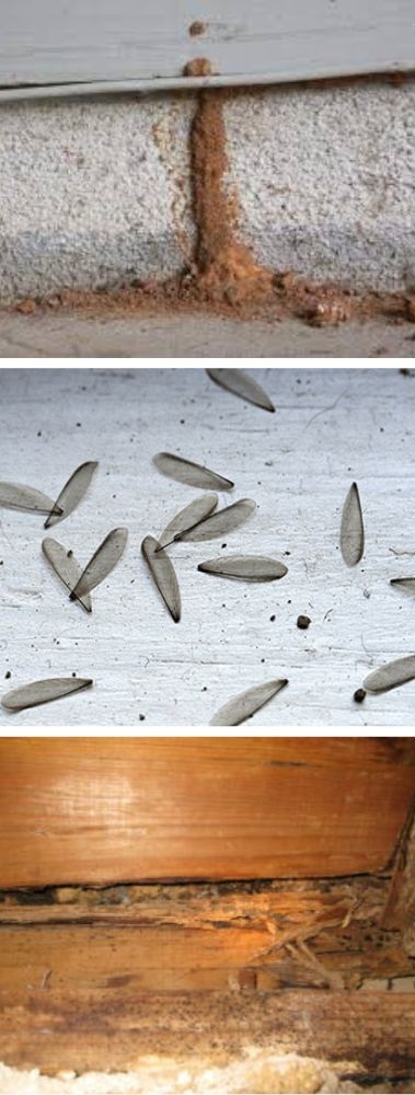 signs of termite in your furniture