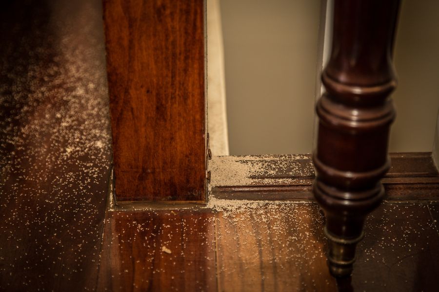 wood dust from termite damage in furniture
