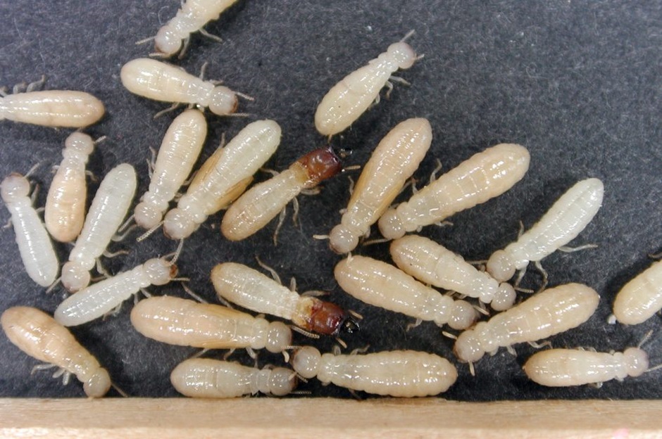 termite infestation in furniture
