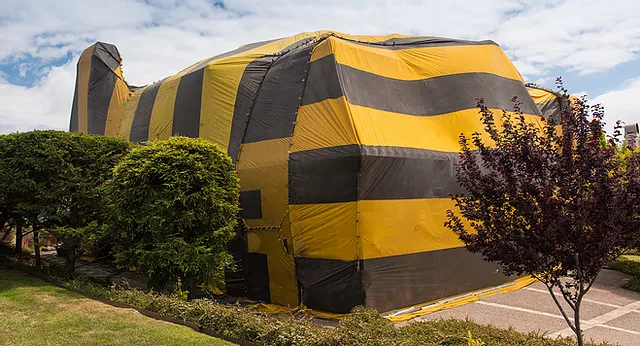 What is Termite Tenting