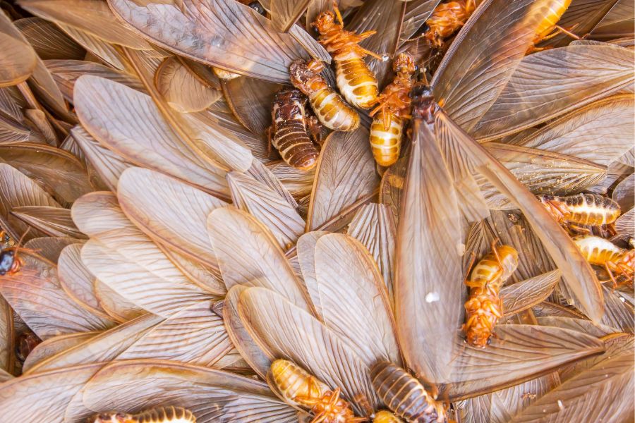 drywood termites discarded wings