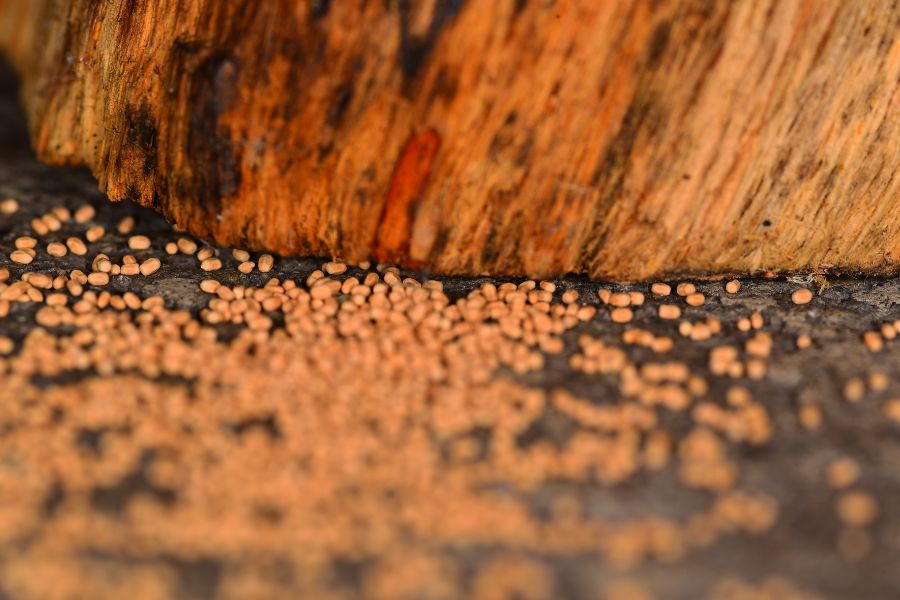 southwestern drywood termites droppings and infestation
