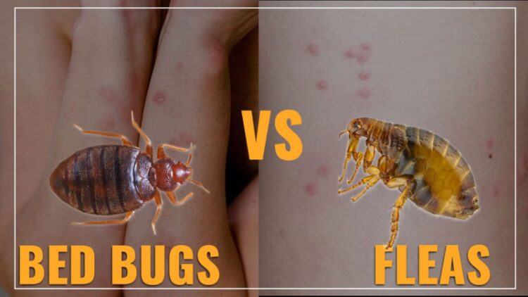 bed bug size compared to flea