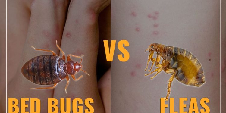 Slumber Yard Flea Bites vs Bed Bug Bites