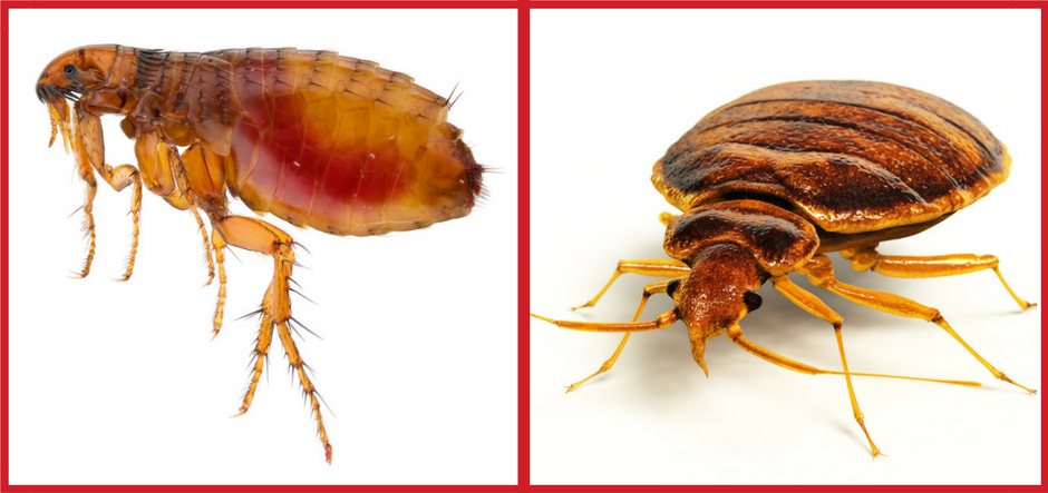 Bedbug and a Flea
