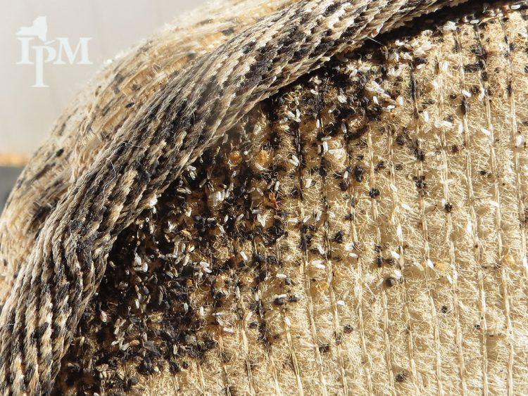 Bed Bug Casings The Early Signs Of A Bed Bug Infestation?