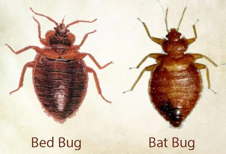 Bed Bug Vs Bat Bug
