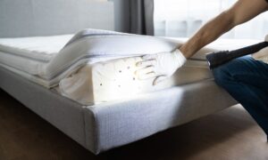 bed bug specialist inspecting bed mattress