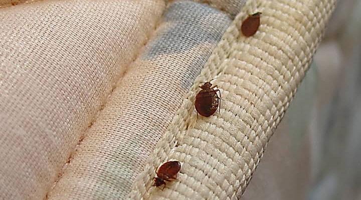 Bed Bugs in Sofas