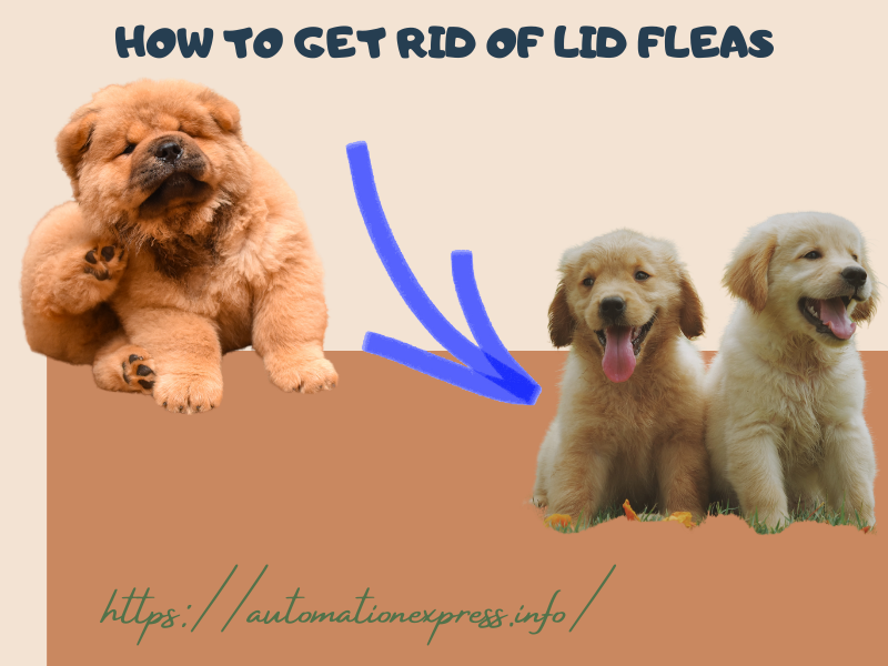 How To Get Rid Of Lid Fleas
