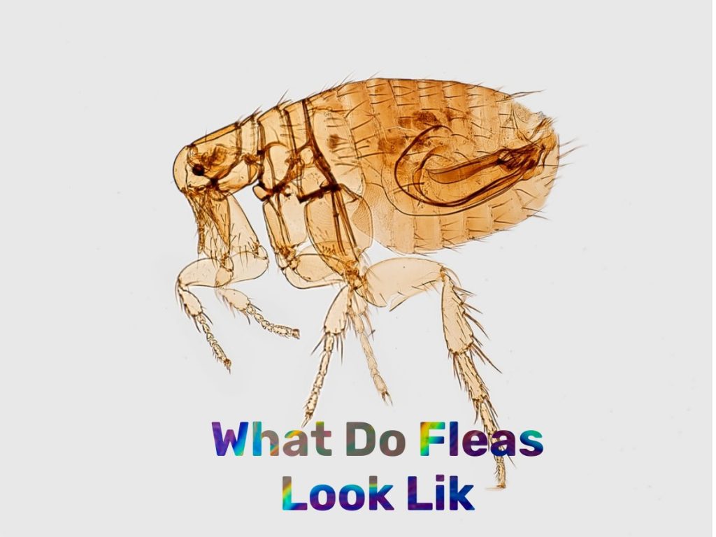 What Do Fleas Look Lik