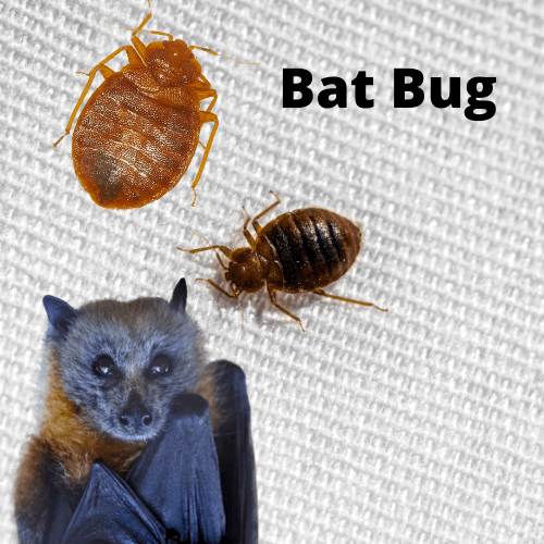 Bat-Bug