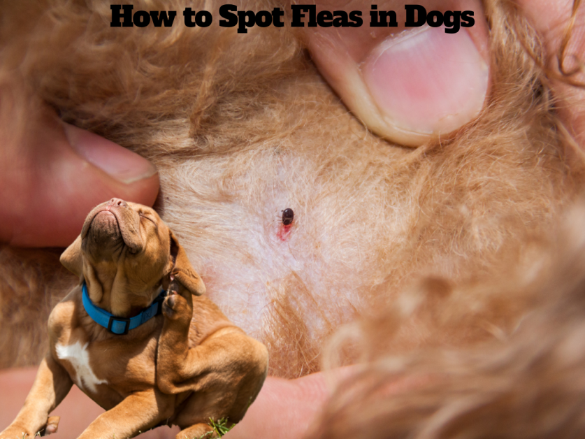 How to Spot Fleas in Dogs