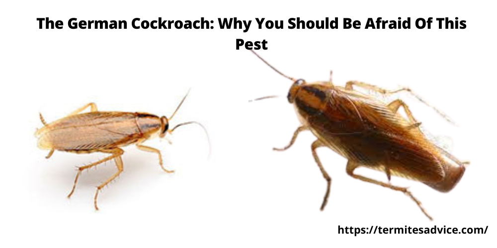 The German Cockroach Why You Should Be Afraid Of This Pest