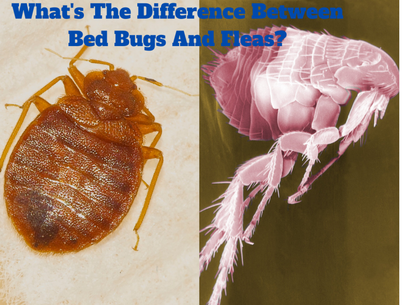 What's The Difference Between Bed Bugs And Fleas?