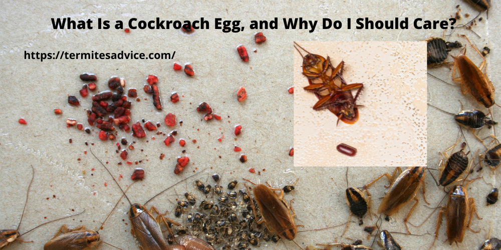 Cockroach Egg