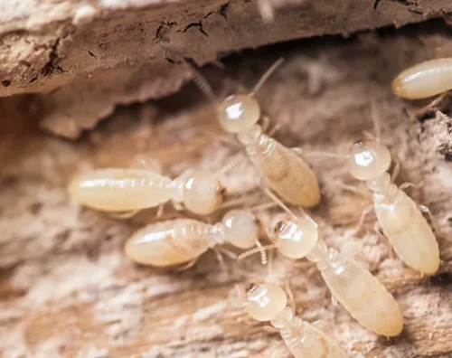 worker termites